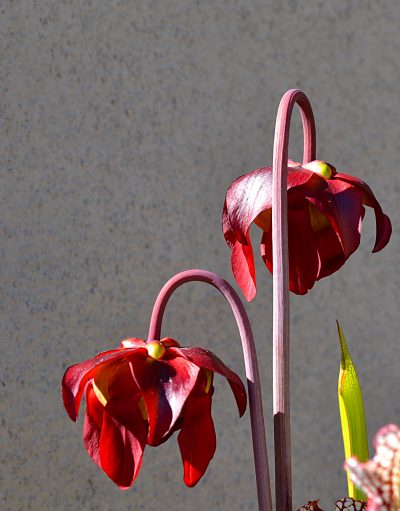 Las flores de la Sarracenia leucophylla son carmesíes
