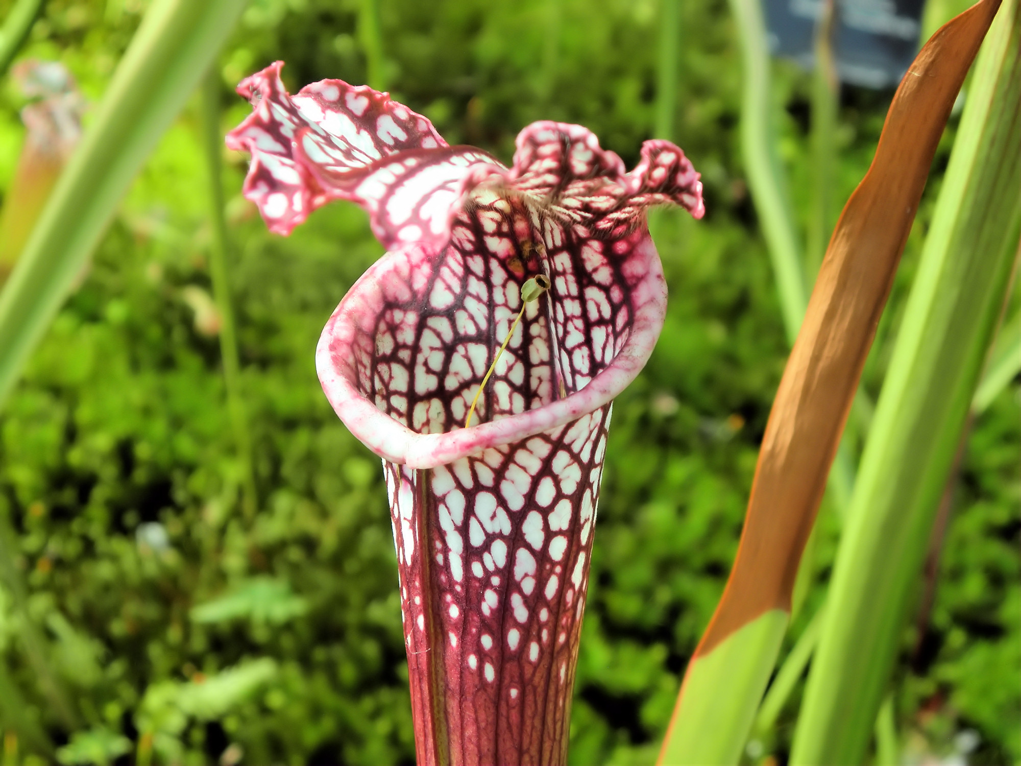 La Sarracenia leucophylla es una planta que quiere mucha agua