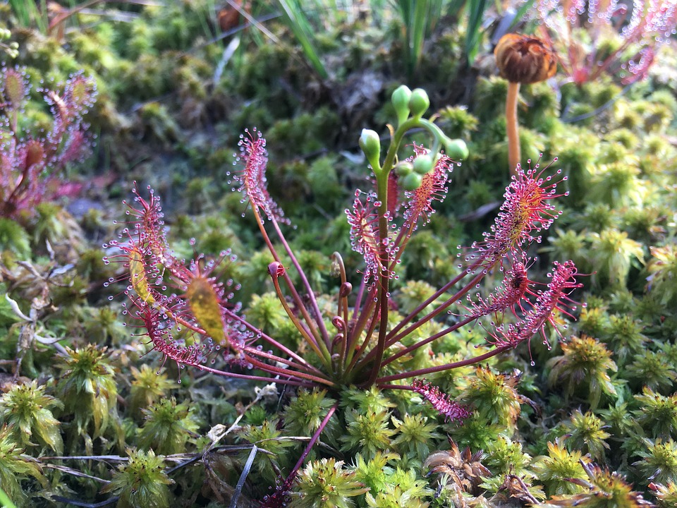 La drosera crece en esfagno