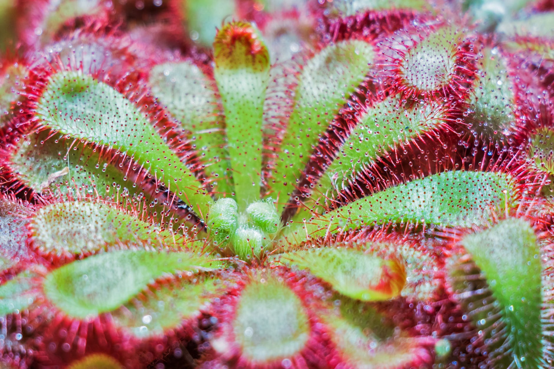 La drosera es una carnívora para principiantes