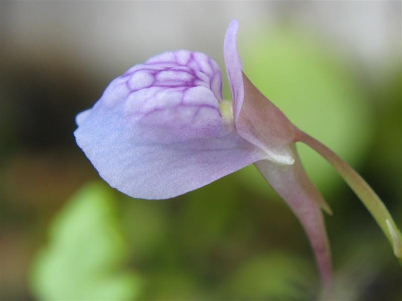 Las flores de la Utricularia graminifolia son violáceas