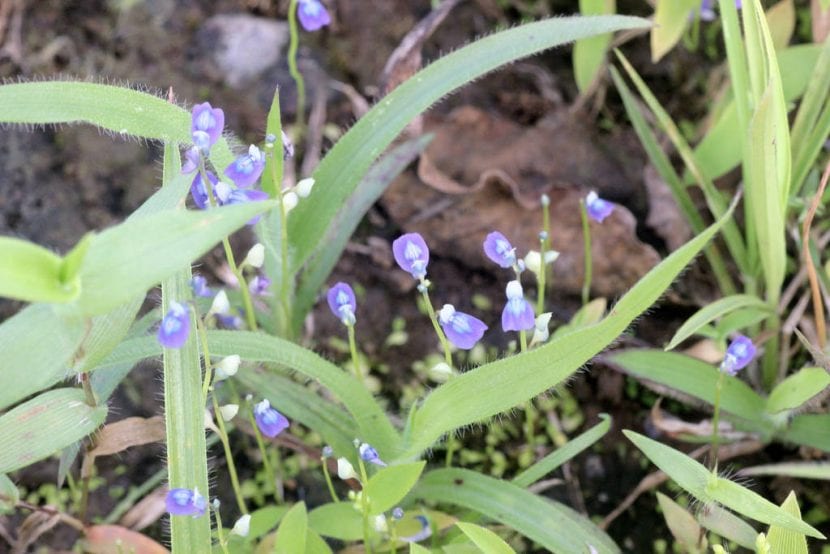 Vista de la Utricularia graminifolia