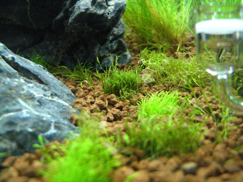 Planta de Utricularia graminifolia