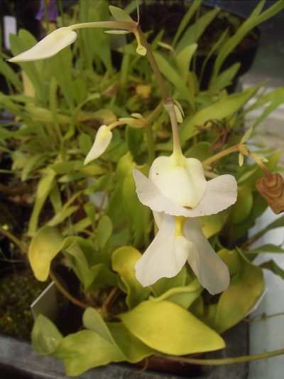 Vista de la Utricularia alpina en flor