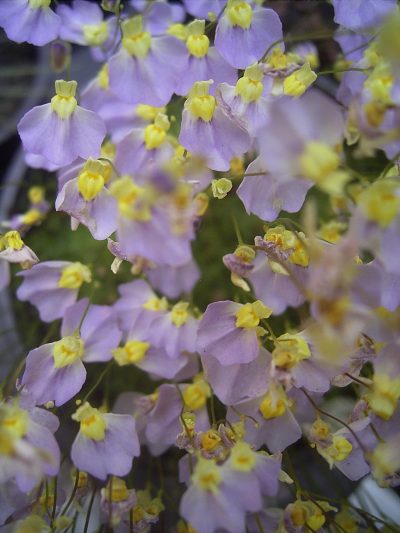 Vista de la Utricularia bisquamata