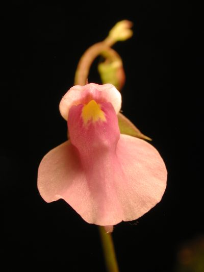 Vista de la flor de la Utricularia calycifida