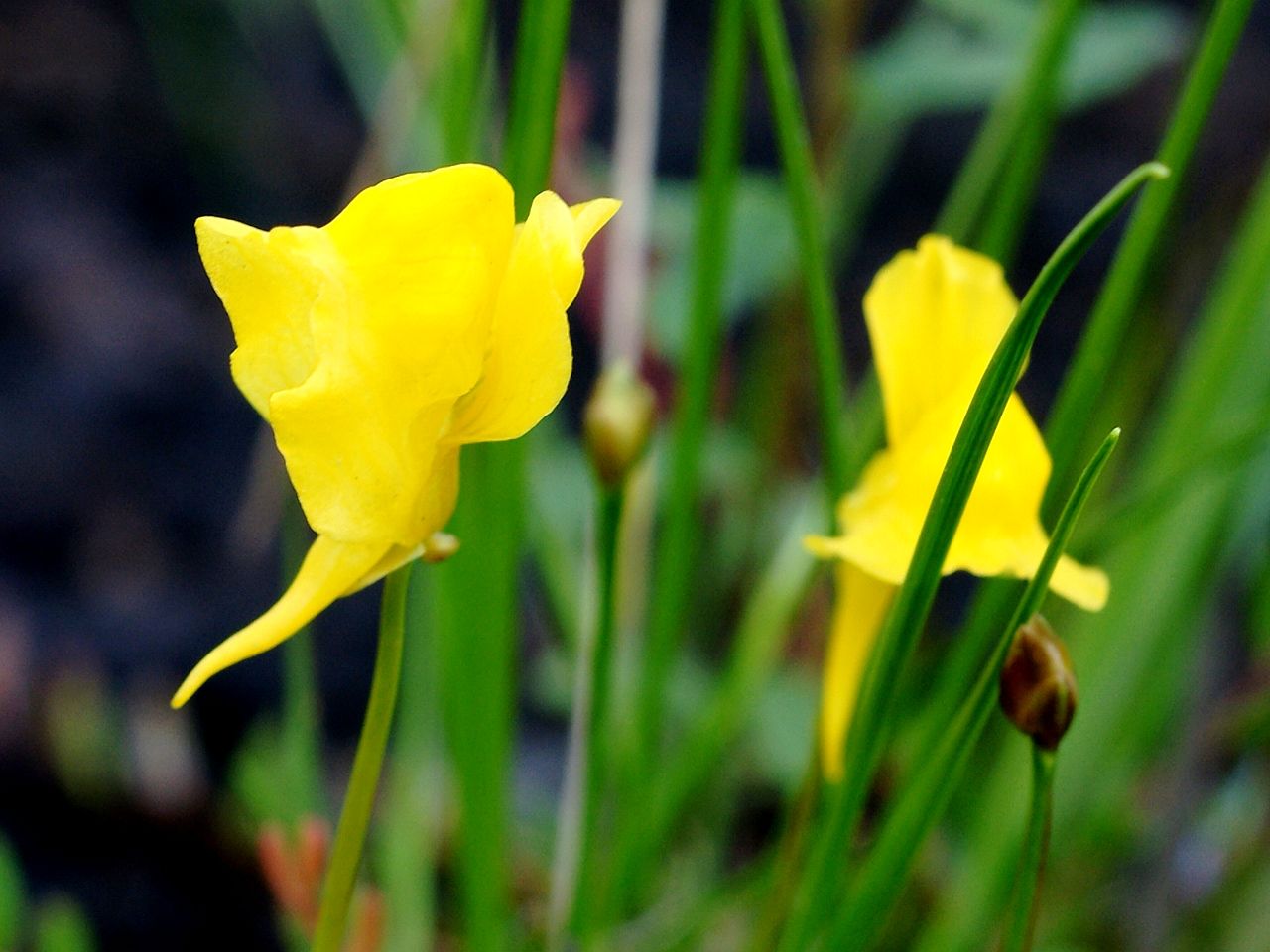Las flores de la Utricularia cornuta son amarillas