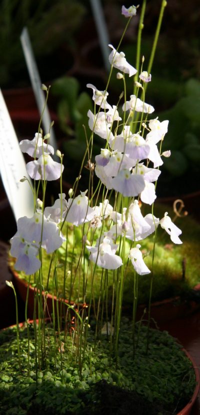 Vista de la Utricularia livida