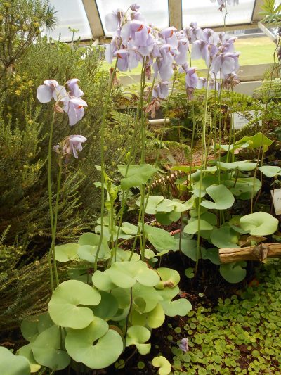 Vista de la Utricularia reniformis