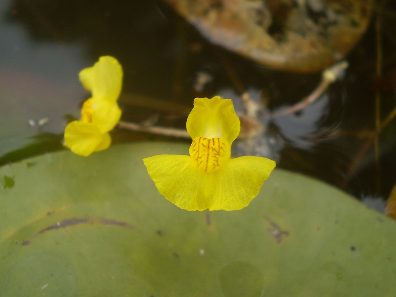 Las Utricularia quieren mucha agua