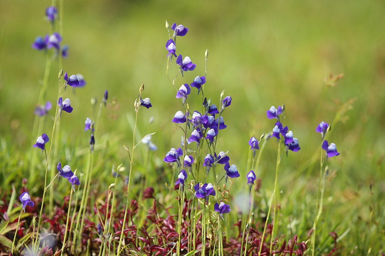 Las utricularia son plantas carnívoras