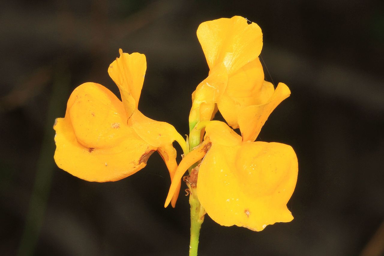 Las Utricularia producen flores pequeñas pero muy bonitas