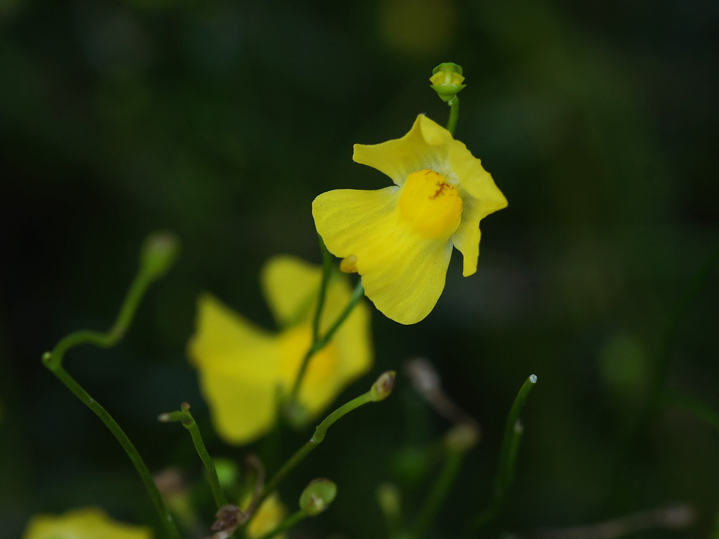 Vista de la Utricularia gibba