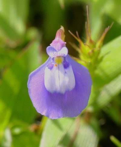 La flor de la Utricularia graminifolia es pequeña