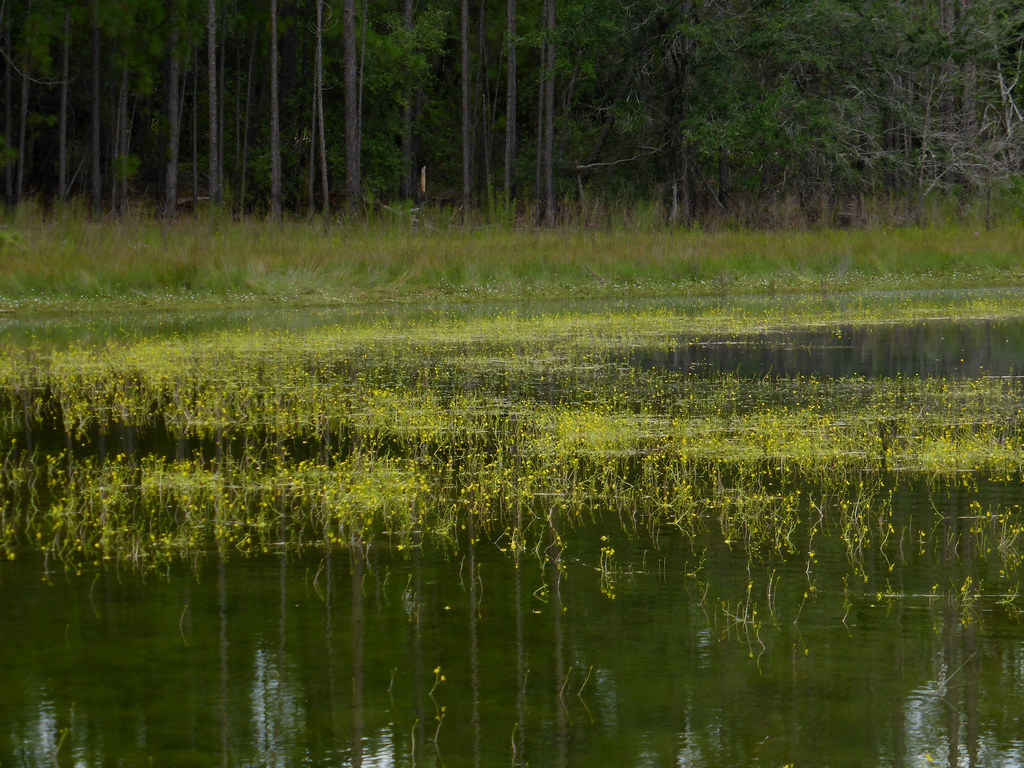 Vista de la Utricularia inflata en hábitat