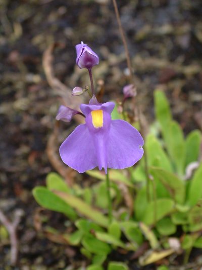 Vista de la utricularia longifolia