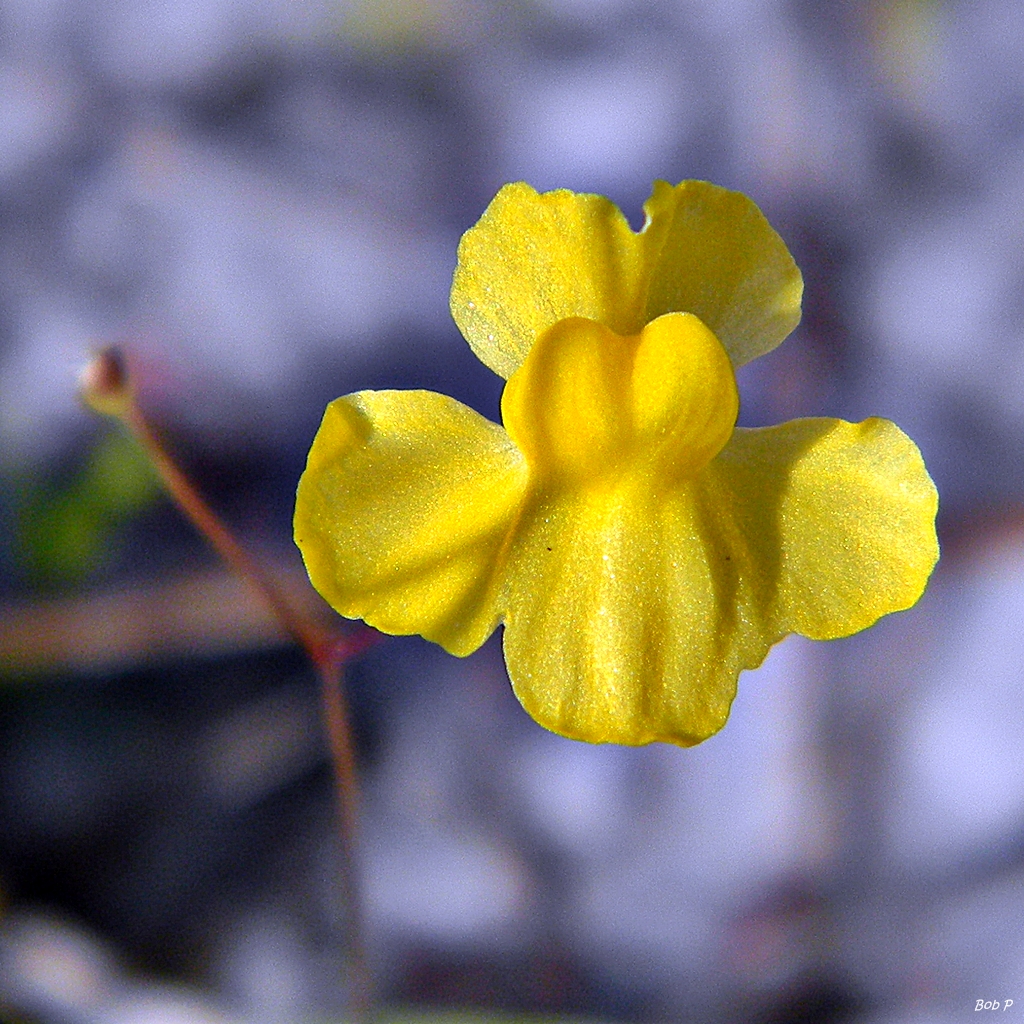 Vista de la flor de la Utricularia subulata
