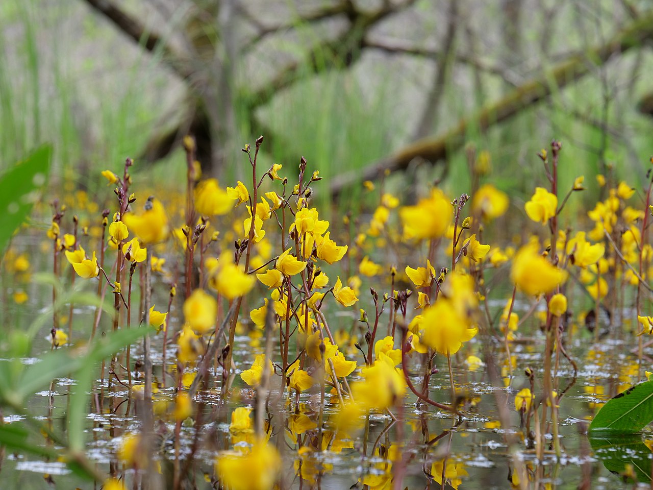Vista de la Utricularia vulgaris
