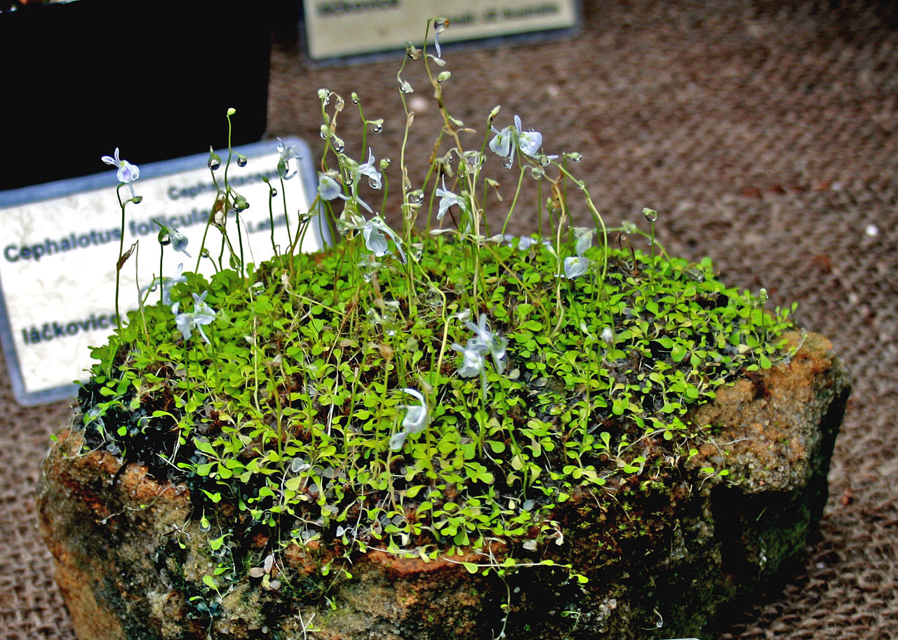 Vista de la Utricularia sandersonii