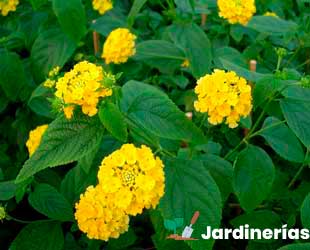 lantana cámara amarilal