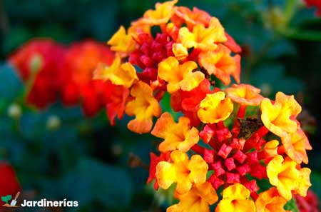 lantana cámara sanguínea