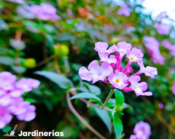 LANTANA MONTEVIDENSI (Lantana sellowiana)