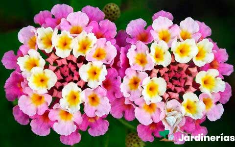 lantana cámara mutabilis
