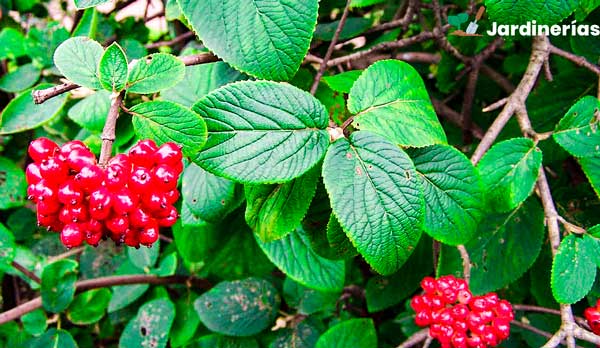 VIBURNUM LANTANA