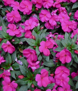 Impatiens hawkeri