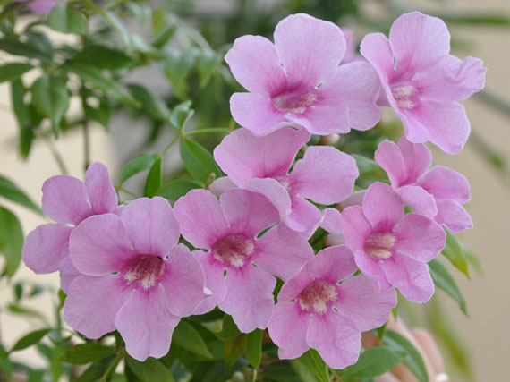 Bignonias: coros de trompetas (2ª parte)