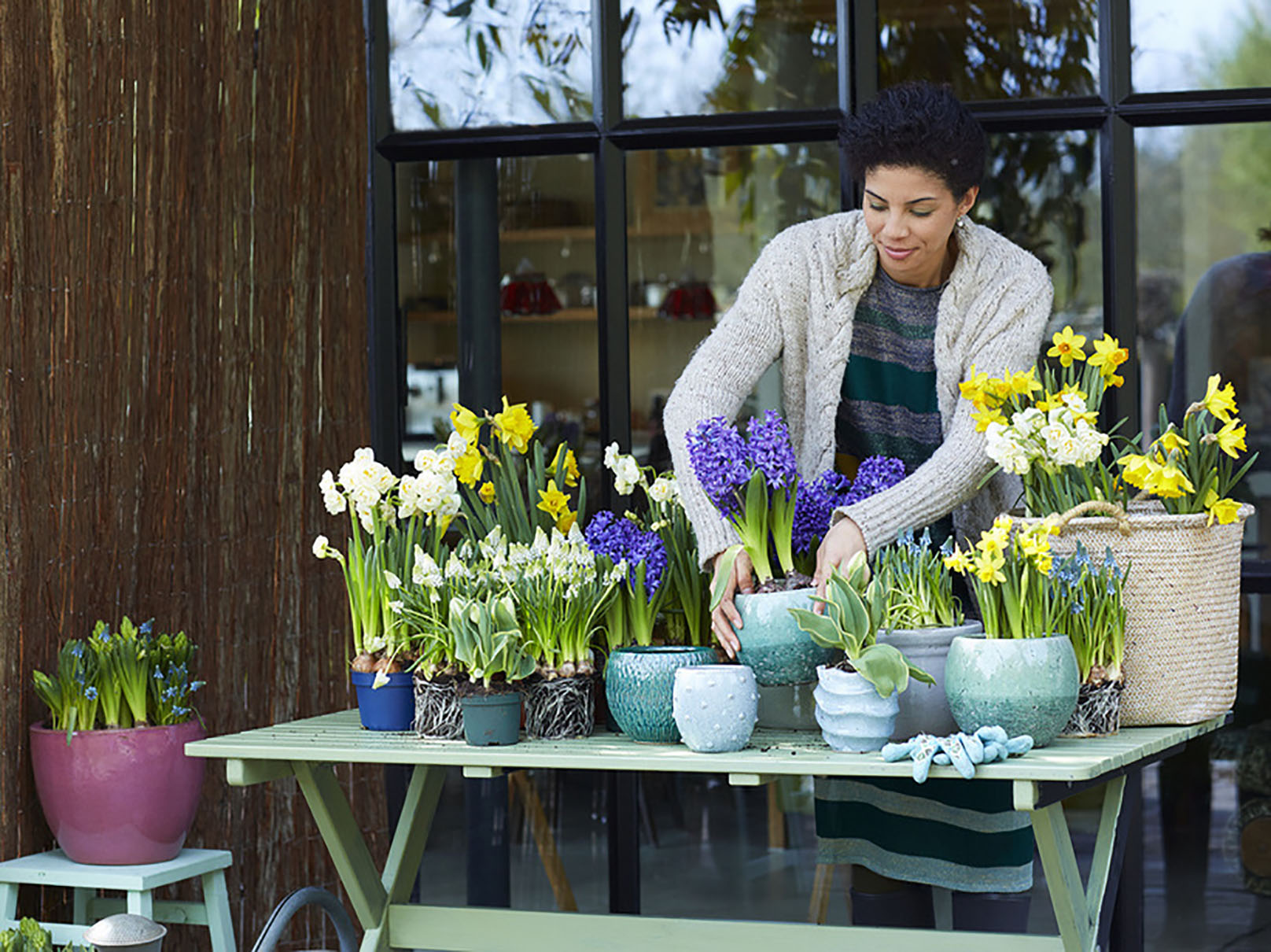 Bulbos forzados, ¡sensación de primavera!