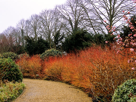Cornejos: varas desnudas, colores de fuego