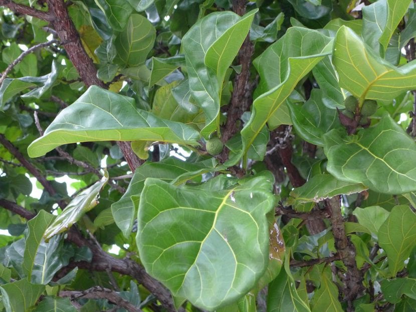 Vista del Ficus lyrata