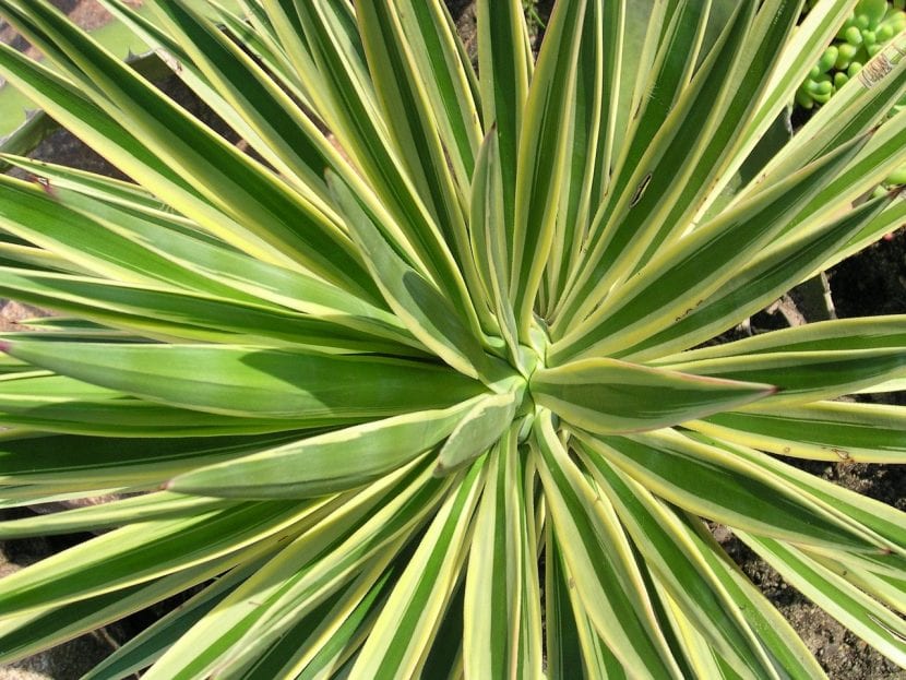 La Yucca es una planta muy resistente