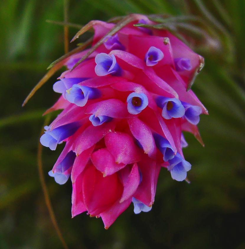 Flor de Bromelia