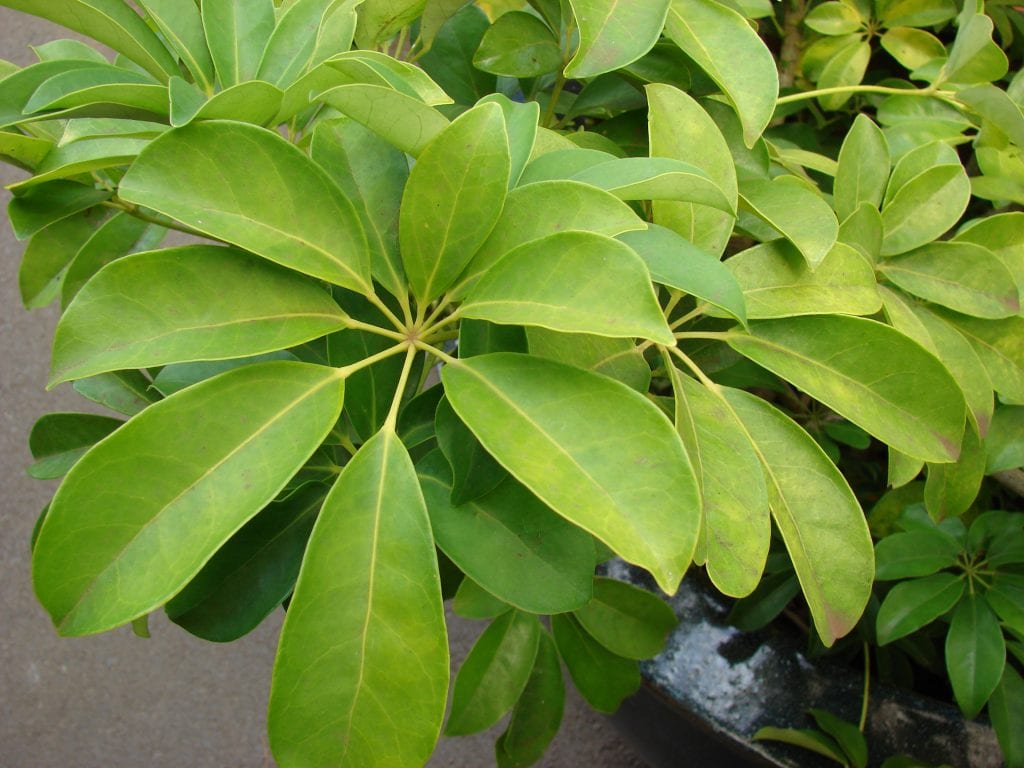 5 plantas de interior resistentes y fáciles de cuidar