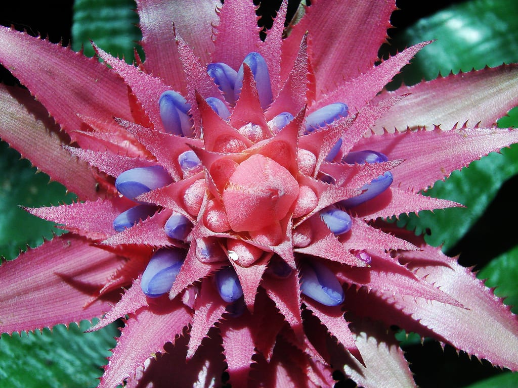 Roseta de Aechmea vista desde arriba