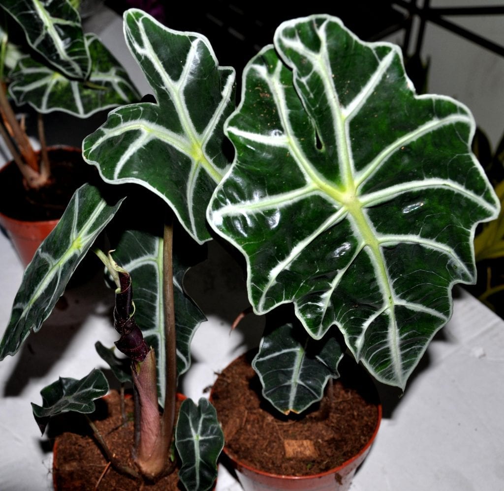 Planta de Alocasia amazonica