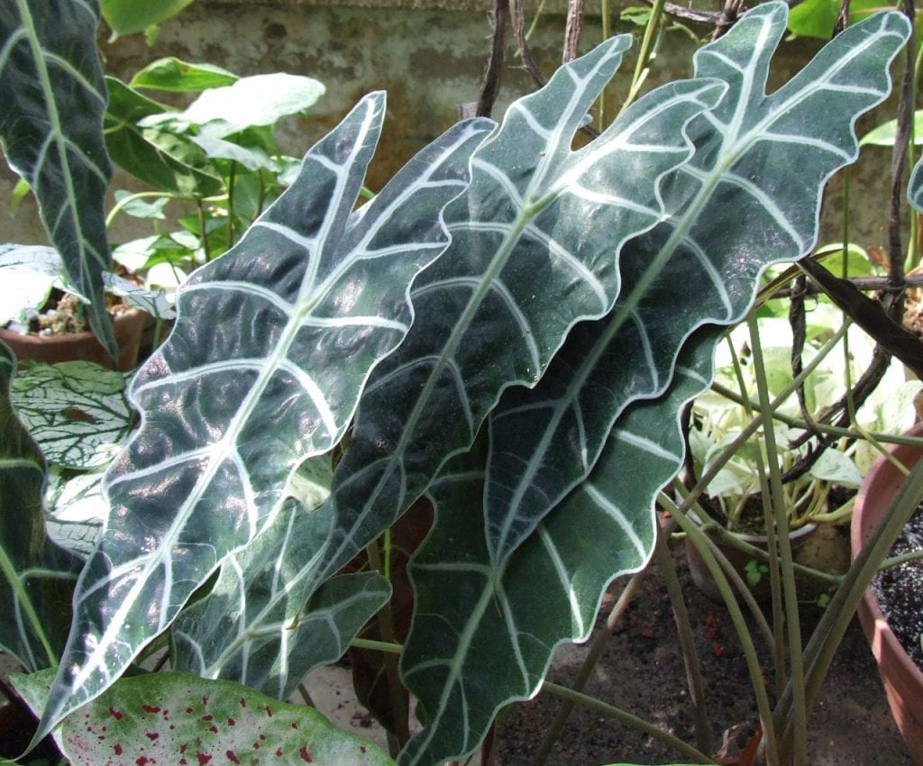 Hojas de la Alocasia x amazonica