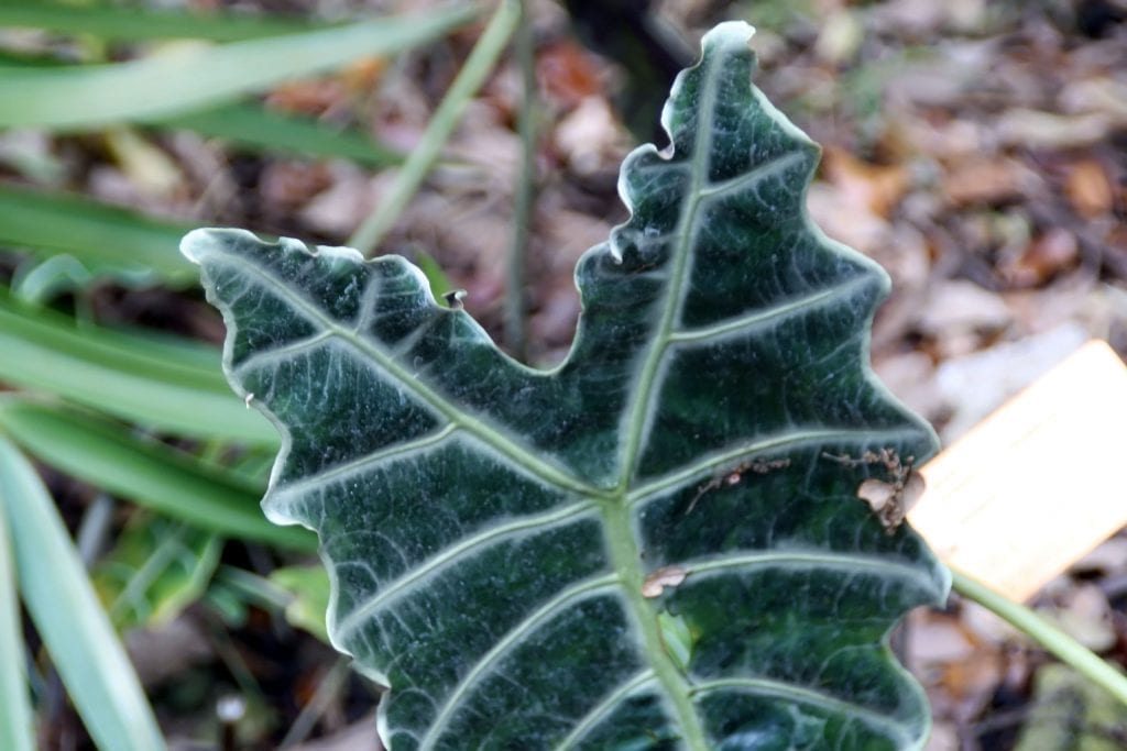 Alocasia amazonica es una planta de interior estupenda