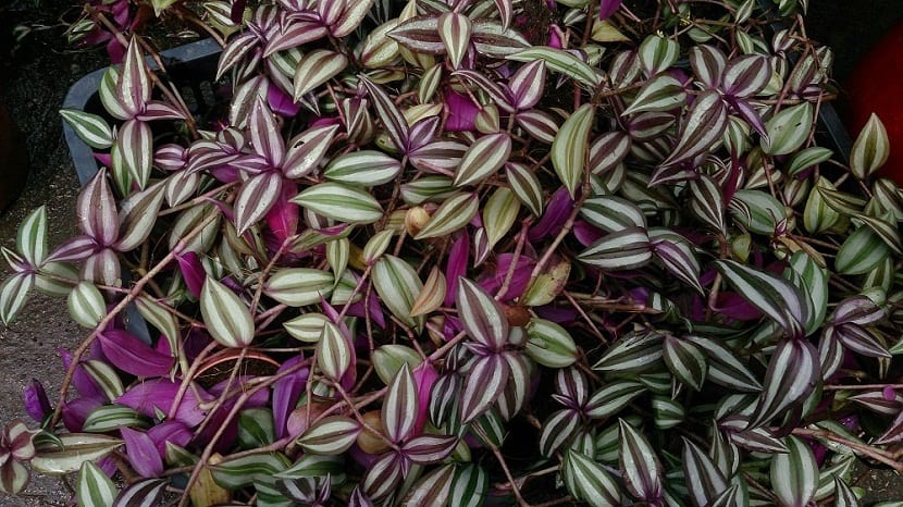 Amor de hombre (Tradescantia): cuidados, poda y esquejes