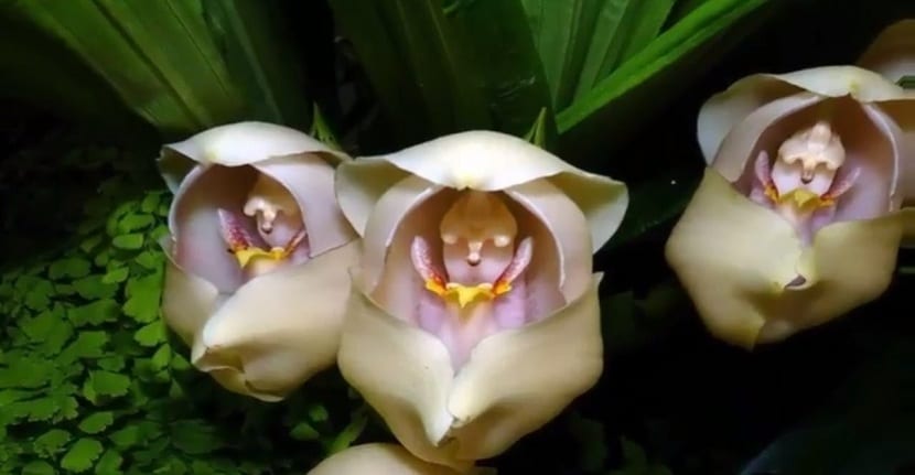 Anguloa uniflora