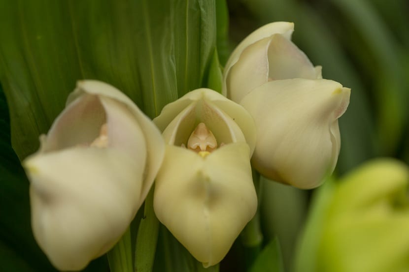 Detalle de anguloa uniflora