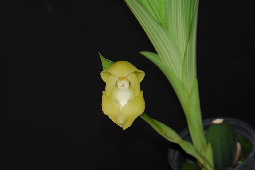 Anguloa uniflora: cultivo y floración de la orquídea tulipán