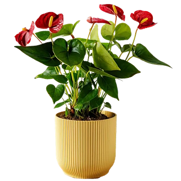 Anthurium andreanum: cuidados y por qué deja de florecer