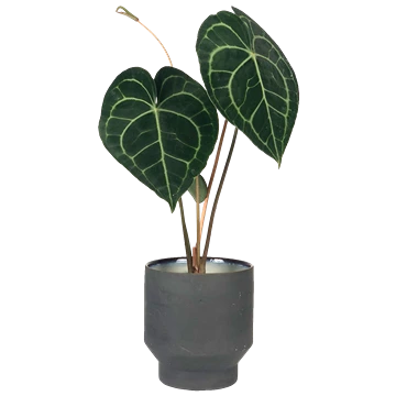 Anthurium clarinervium: cuidados del anturio de Chiapas