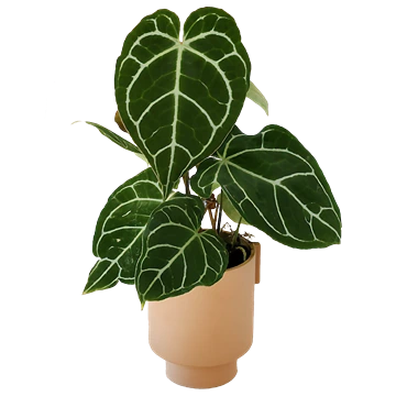 Anthurium crystallinum: cuidados de la hoja aterciopelada