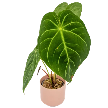 Anthurium magnificum: cuidados y peciolo cuadrangular