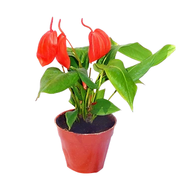 Anthurium scherzerianum con espata roja y espádice enroscado en espiral