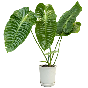 Anthurium veitchii: cuidados del anturio rey colgante